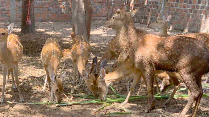 Dự án xây dựng cơ sở chăn nuôi có phải lập báo cáo đánh giá tác động môi trường?