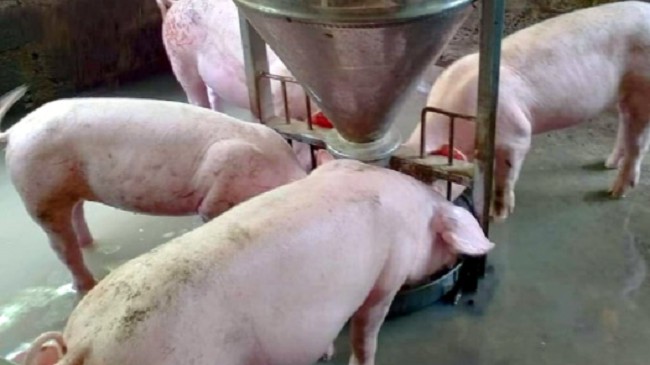 Cập nhật giá lợn hơi hôm nay 12/12/2021: Điều chỉnh tăng trên cả nước