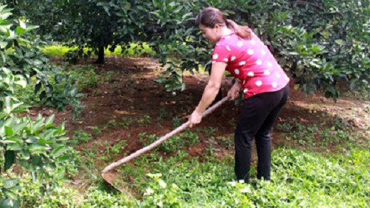 Trà Vinh: Những nghành nghề nào được hỗ trợ thất nghiệp?