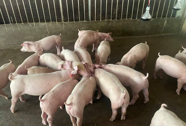 Cập nhật giá lợn hơi hôm nay 15/12/2021: Điều chỉnh giảm tại Miền Bắc – Nam