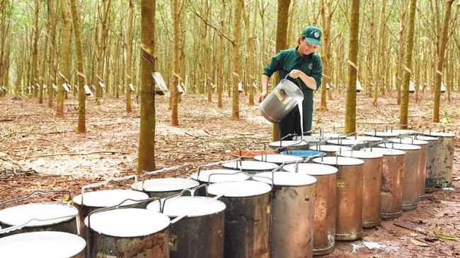 Cập nhật giá cao su hôm nay 15/12/2021: Tăng mạnh tại Nhật Bản