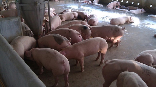 Cập nhật giá lợn hơi hôm nay 16/12/2021: Giảm nhẹ ở một số tỉnh thành