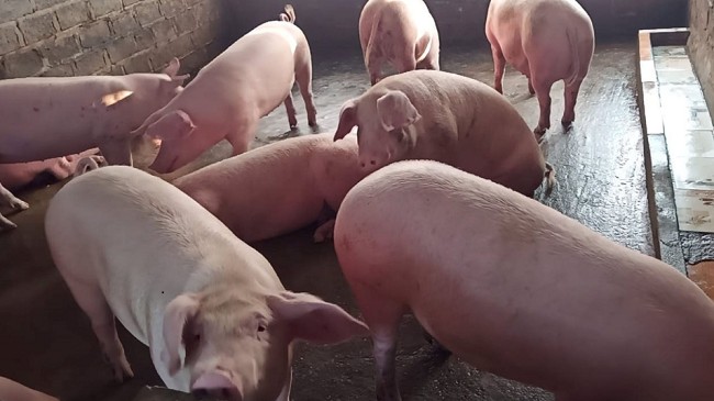 Cập nhật giá lợn hơi hôm nay 17/12/2021: Đi ngang tại nhiều tỉnh thành