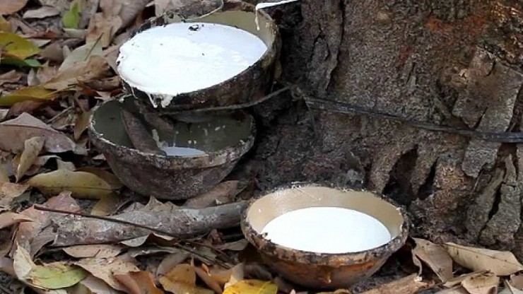 Cập nhật giá cao su hôm nay 17/12/2021: Tăng mạnh tại Thượng Hải