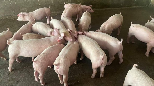 Cập nhật giá lợn hơi hôm nay 18/12/2021: Điều chỉnh giảm một số tỉnh thành