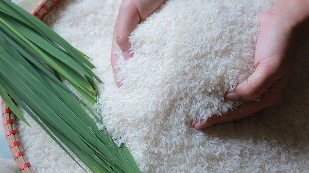 Cập nhật giá lúa gạo hôm nay 18/12/2021: Giá lúa gạo đồng loạt giảm