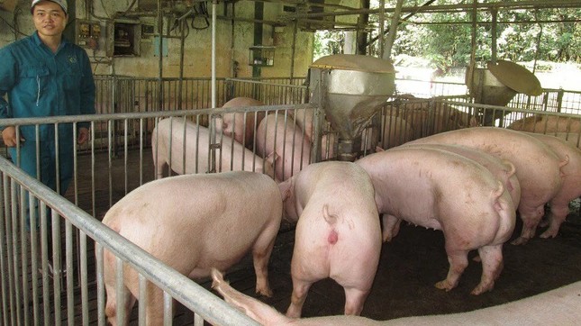 Cập nhật giá lợn hơi hôm nay 19/12/2021: Giảm từ 1.000 - 4.000 đồng/kg tại miền Bắc