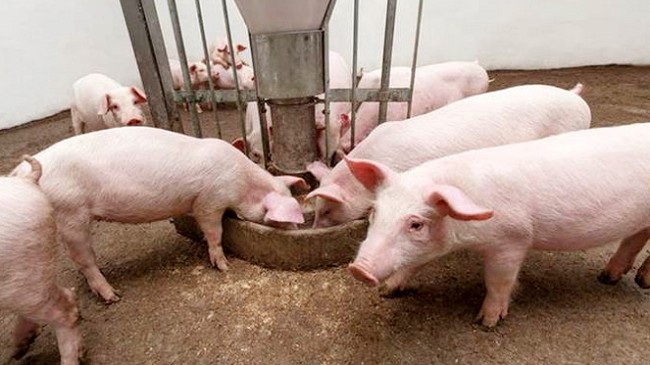Cập nhật giá lợn hơi hôm nay 22/12/2021: Điều chỉnh tại một số tỉnh thành
