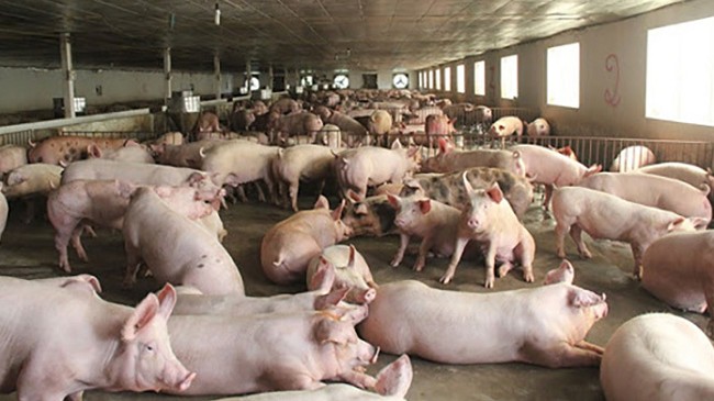 Cập nhật giá lợn hơi hôm nay 23/12/2021: Duy trì ổn định