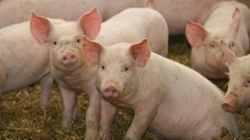 Cập nhật giá lợn hơi hôm nay 24/12/2021: Đồng loạt giảm