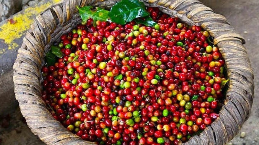 Cập nhật giá cà phê hôm nay 25/12/2021: Duy trì ổn định