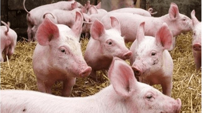 Cập nhật giá lợn hơi hôm nay 25/12/2021: Tiếp tục giảm