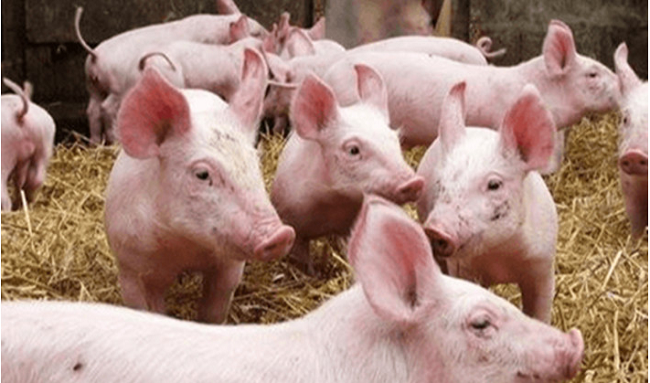 Cập nhật giá lợn hơi hôm nay 25/12/2021: Tiếp tục giảm