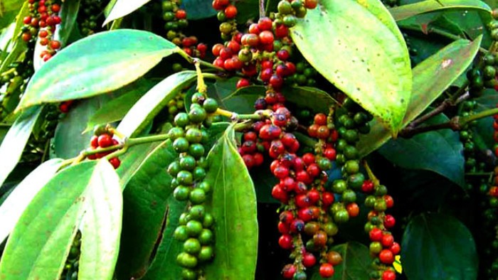 Cập nhật giá hồ tiêu hôm nay 31/12/2021: Thị trường đứng yên