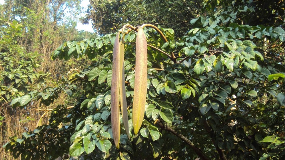 Loại quả xưa ở Việt Nam dùng để cứu đói, nay thành món ngon hiếm có