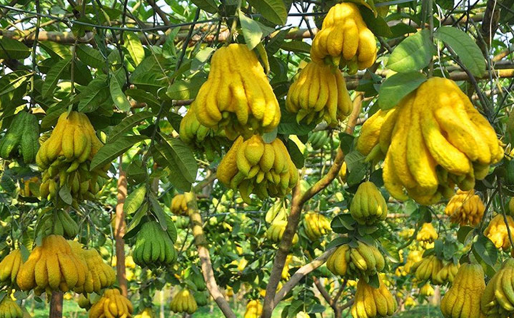 Loại quả nhiều tay không chỉ mang ý nghĩa may mắn mà còn tốt cho sức khỏe