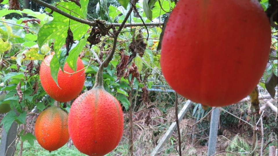 Loại quả là "thần dược" cho mắt nhưng lại được ít người sử dụng