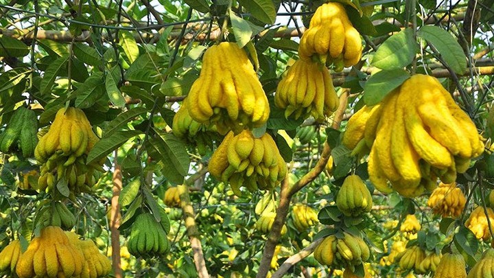 Loại quả nhiều tay không chỉ mang ý nghĩa may mắn mà còn tốt cho sức khỏe