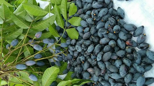 Loại quả được ví là "vàng đen", tưởng ăn chơi hóa là "tiên dược" cho sức khỏe