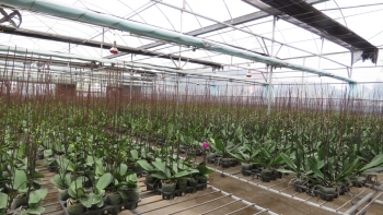 Quảng Ninh: HTX Hoa Phước Long tất bật chuẩn bị Tết 2021