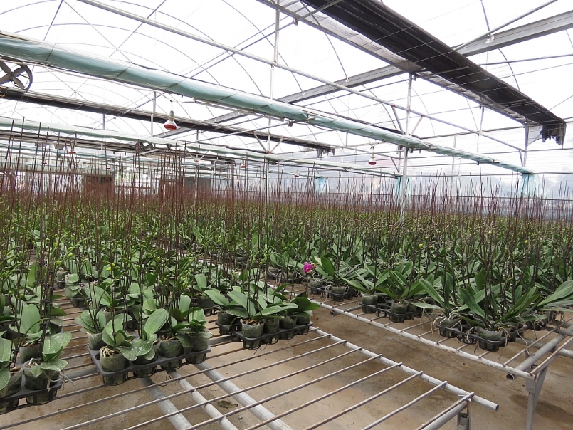 Quảng Ninh: HTX hoa Phước Long tất bật chuẩn bị Tết 2021