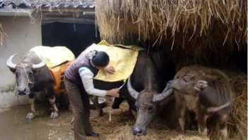 Nâng cao biện pháp phòng tránh cho đàn gia súc, gia cầm vào mùa lạnh