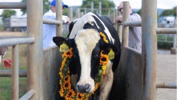 TH gia tăng mạnh mẽ quy mô đàn bò, đáp ứng tăng trưởng sức mua các sản phẩm sữa tươi sạch