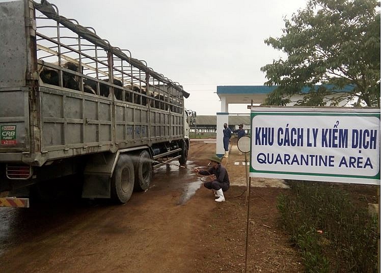 TH gia tăng mạnh mẽ quy mô đàn bò, đáp ứng tăng trưởng sức mua các sản phẩm sữa tươi sạch