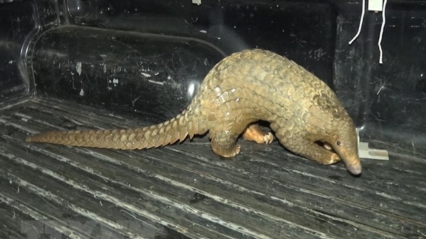 Người dân bàn giao một cá thể tê tê nặng 10kg cho Hạt Kiểm lâm huyện Bù Đăng