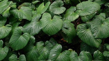 Những tác dụng tuyệt vời từ cây Thiên niên kiện