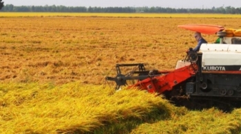 Hỗ trợ người dân thu hoạch lúa trong bối cảnh dịch Covid-19