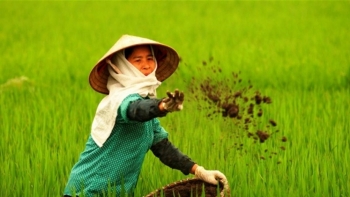 Tăng cường hữu cơ cho đất một cách hiệu quả