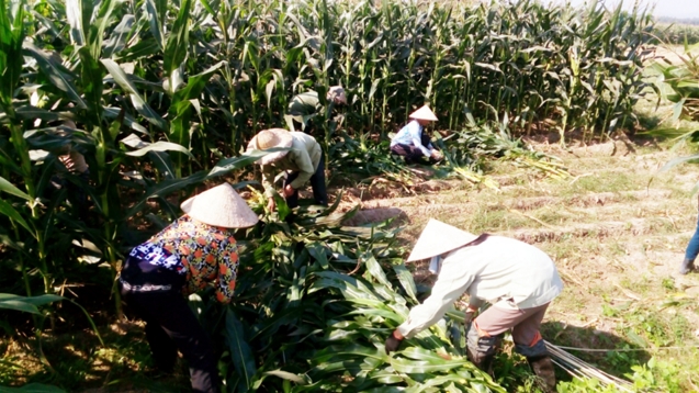 Làm giàu từ cây ngô sinh khối