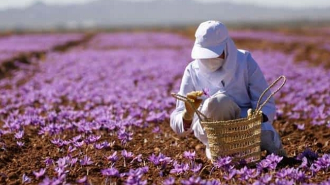 Những công dụng của nhụy hoa nghệ tây đối với sức khỏe con người