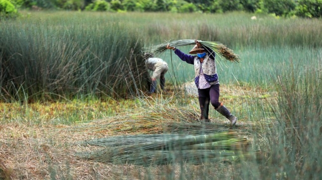 Phát triển kinh tế làng nghề thủ công mỹ nghệ từ cây cỏ bàng