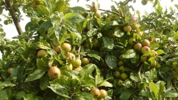 Những lợi ích từ quả Táo mèo vùng Tây Bắc