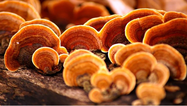 Những công dụng của Nấm Linh Chi đối với sức khỏe con người