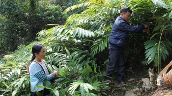 Thuốc đông y: 5 Loại cây thuốc quý trong rừng