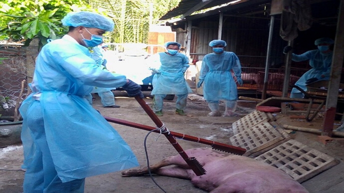 Long An: Phát hiện 15 ổ dịch bệnh trên đàn gia súc, gia cầm