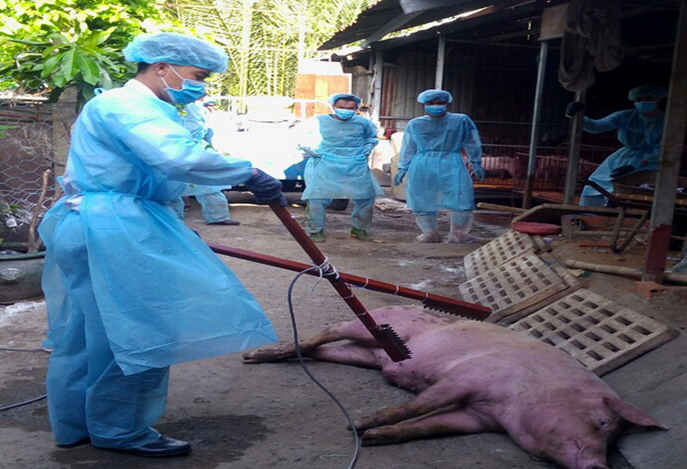 Long An: Phát hiện 15 ổ dịch bệnh trên đàn gia súc, gia cầm