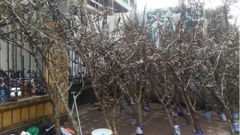 Thủ tướng Chính phủ yêu cầu nghiêm cấm chặt đào rừng chơi Tết 2020