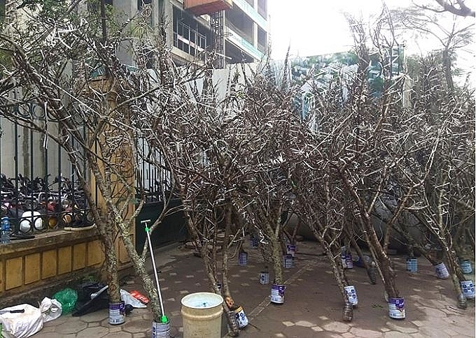 Nghiêm cấm chặt đào rừng chơi Tết