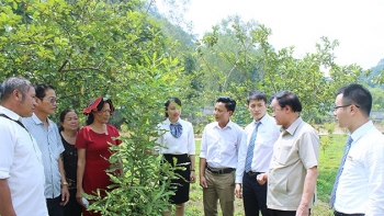 Mắc ca - Thúc đẩy phát triển xanh, nhanh, bền vững cho vùng cao: Kỳ I: Nhân lên màu xanh những cánh rừng