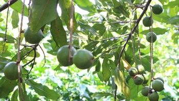 Mắc ca – Thúc đẩy phát triển xanh, nhanh, bền vững cho vùng cao: Kỳ II: Chủ trương đúng, trúng và bài bản, có lộ trình