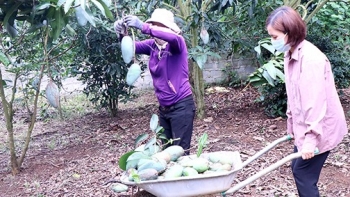 Tạo bước đột phá để nông nghiệp phát triển bền vững