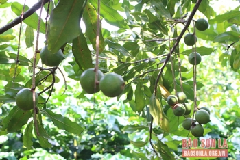 Mắc ca – Thúc đẩy phát triển xanh, nhanh, bền vững cho vùng cao: Kỳ II: Chủ trương đúng, trúng và bài bản, có lộ trình