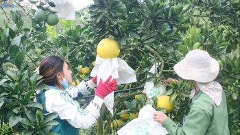 Chăm sóc cây ăn quả phục vụ Tết