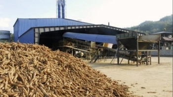 Thiếu nguyên liệu sắn lát ở Việt Nam, doanh nghiệp sản xuất gặp khó