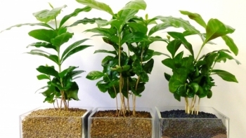 Những loại cây xanh giúp thanh lọc không khí trong nhà