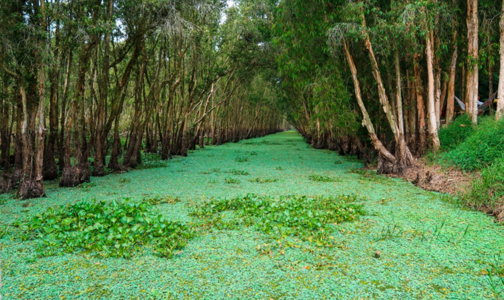 Du lịch đến An Giang mùa nước nổi
